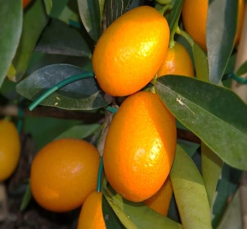 Kumquat Seeds – Heirloom, Non-GMO, High Germination Organic Garden Seeds