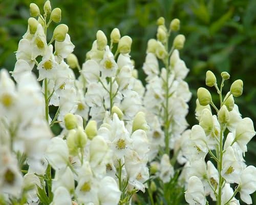White Aconitum Flower Seeds Heirloom Non-GMO High Germination Organic Garden Seeds