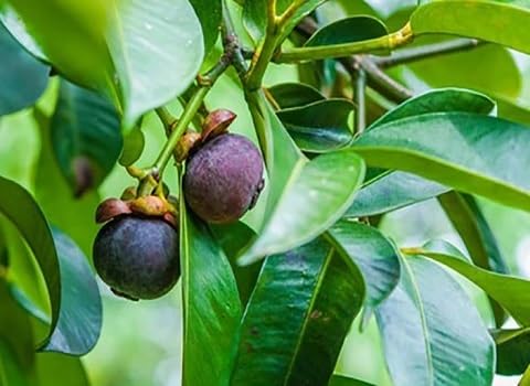 Dark Purple Mangosteen Seeds – Heirloom, Non-GMO, High Germination Organic Garden Seeds