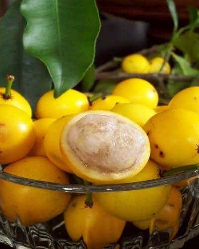 Yellow Mangosteen Seeds Heirloom Non-GMO High Germination Organic Garden Seeds for Planting