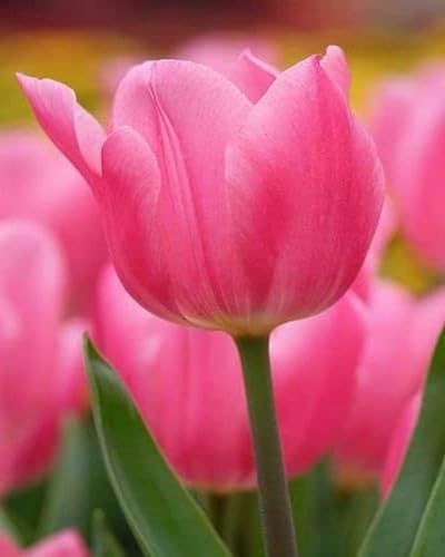 Pink Tulip Flower Seeds for Planting – Heirloom, Non-GMO, High Germination