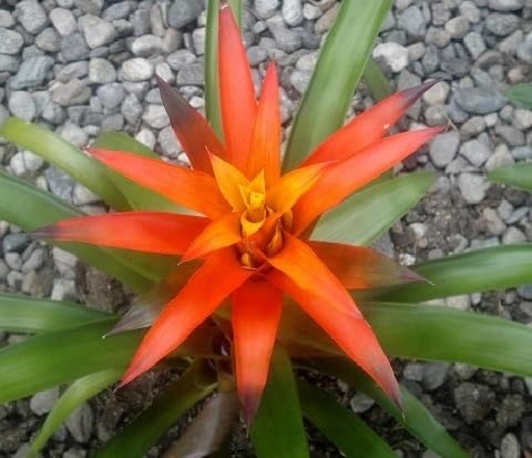 Bromeliad Flower Seeds Orange – Heirloom, Non-GMO, High Germination Organic Garden Seeds for Planting