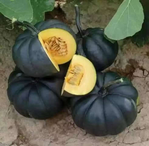 Black Pumpkin Seeds – Heirloom, Non-GMO, High Germination Organic Garden Seeds Planting