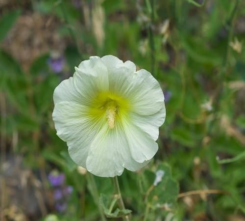 White Hollyhock Flower Seeds Heirloom Non-GMO High Germination Organic Garden Seeds for Planting