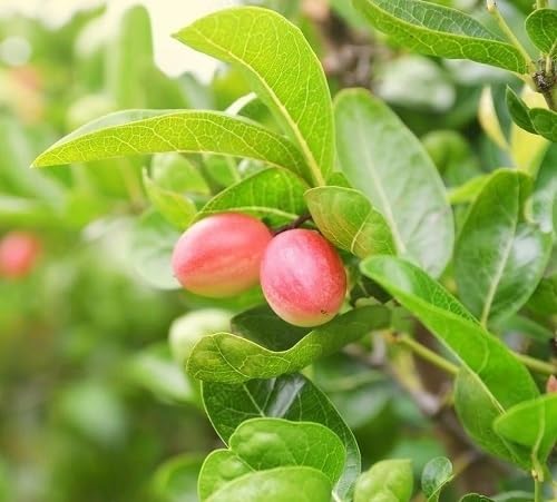 Carissa Seeds – Heirloom, Non-GMO, High Germination Organic Garden Seeds