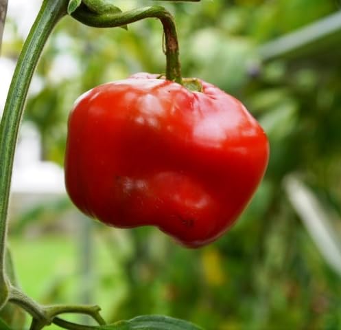 Red Rocoto Seeds – Heirloom, Non-GMO, High Germination Organic Garden Seeds Planting