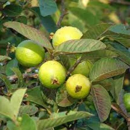 green guava flower seeds