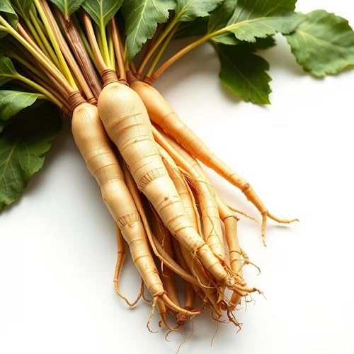 Carrot Seeds – Heirloom, Non-GMO, High Germination Organic Garden Seeds Planting