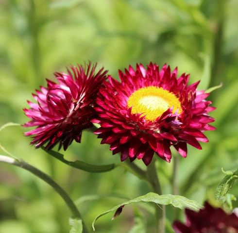 red helichrysum flower seeds