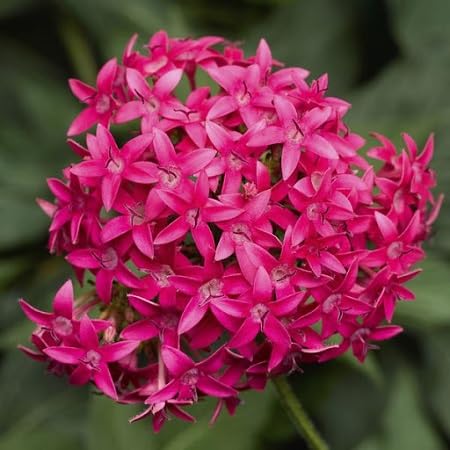 pentas flower pink heirloom non-gmo seeds