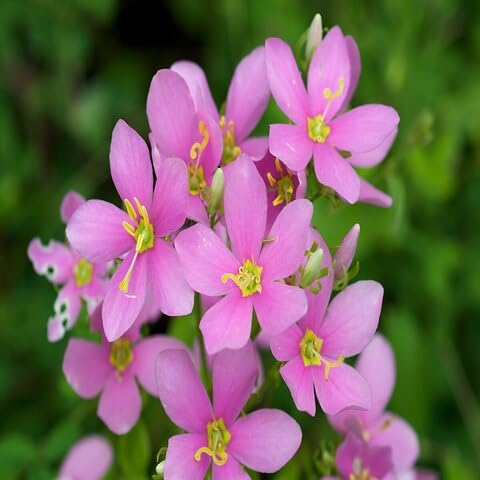 Pink Gentian Flower Seeds – Heirloom, Non-GMO High Germination Seeds for Planting | Organic Garden Seeds