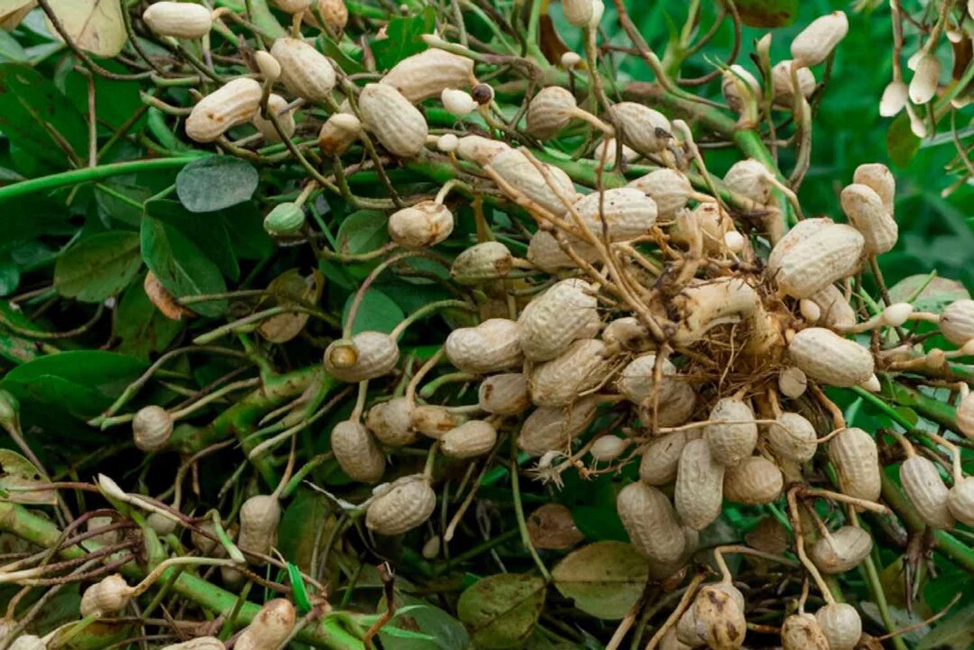 Groundnut Plant Seeds for Planting – Heirloom Non-GMO Organic Garden Seeds, High Germination Peanut Seeds