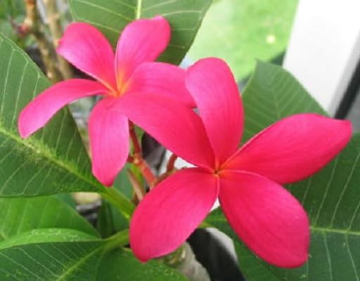 pink plumeria flower heirloom non-gmo seeds