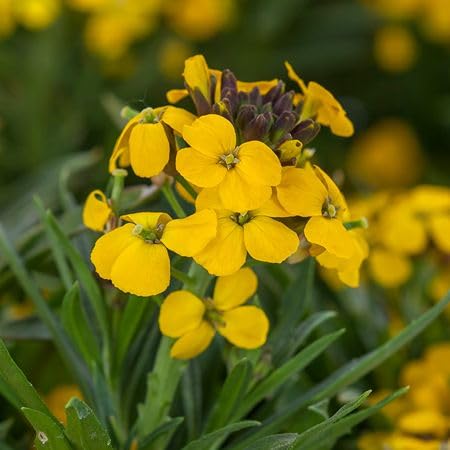 Yellow Erysimum Cheiri Flower Seeds – Heirloom Non-GMO High Germination Organic Seeds