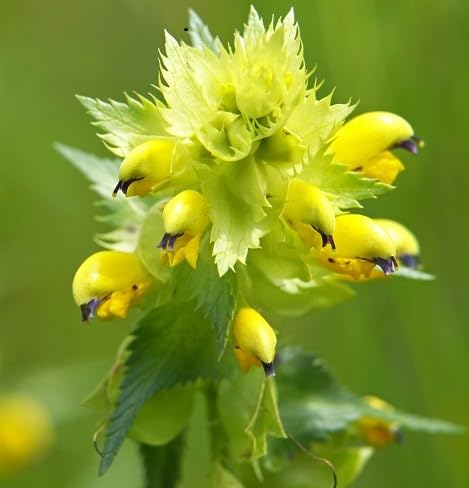 Rhinanthus Flower Seeds – Heirloom Non-GMO High Germination Organic Garden