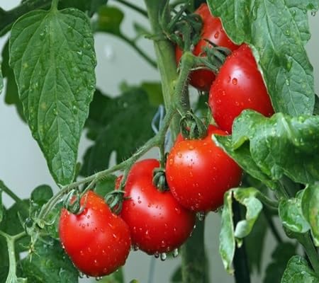 Tomato Seeds – Heirloom, Non-GMO, High Germination Organic Garden Seeds Planting