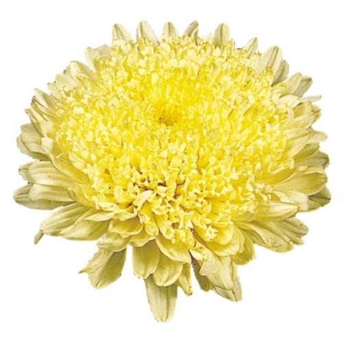 Yellow Aster Flower Seeds for Planting – Heirloom, Non-GMO, High Germination Organic Garden Seeds