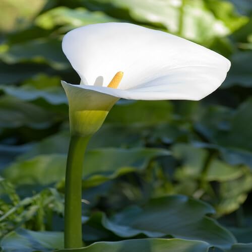 Zantedeschia Aethiopica Flower Seeds – Heirloom Non-GMO High Germination Organic Garden Seeds