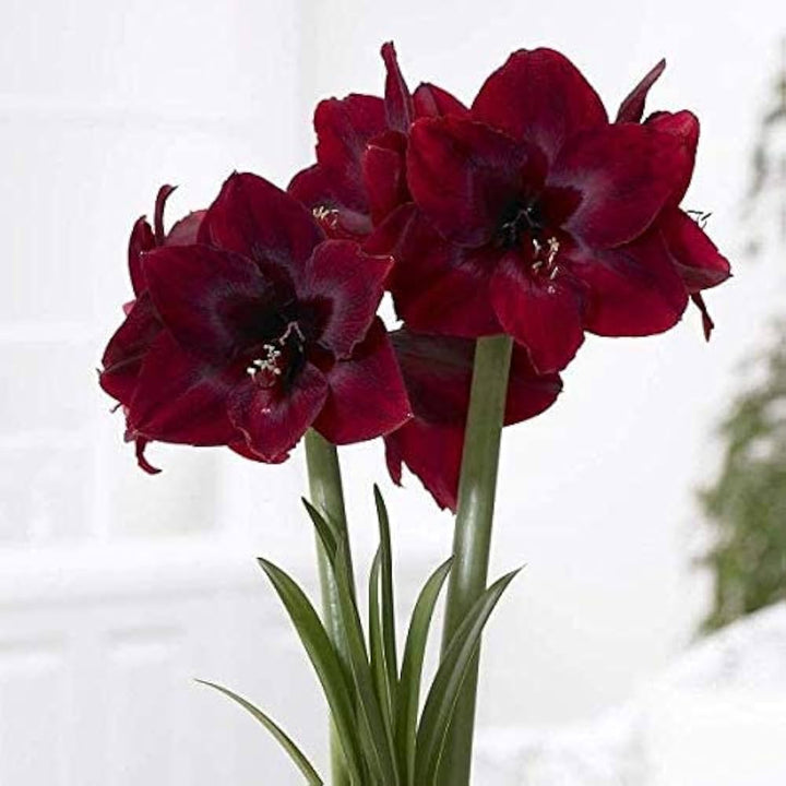 Maroon Amaryllis Barbados Flower Seeds – Heirloom, Non-GMO, High Germination Seeds