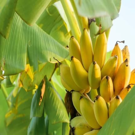 Banana Fruit Seeds Yellow – Heirloom, Non-GMO, High Germination Organic Garden Seeds