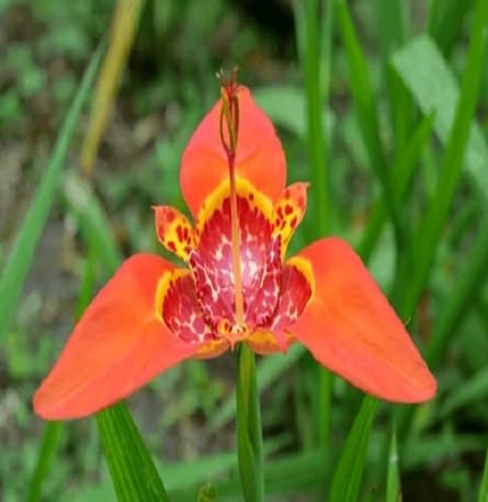 Tigridia Flower Seeds Heirloom Non-GMO High Germination Organic Garden Seeds for Planting
