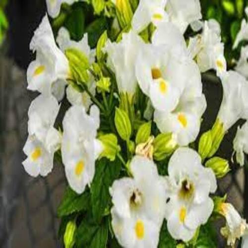 White Torenia Flower Seeds Heirloom Non-GMO High Germination Organic Garden Seeds for Planting