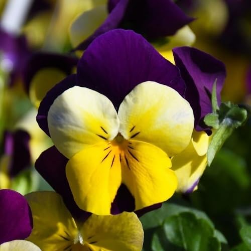 Yellow Purple Pansy Flower Seeds – Heirloom, Non-GMO, High Germination Seeds