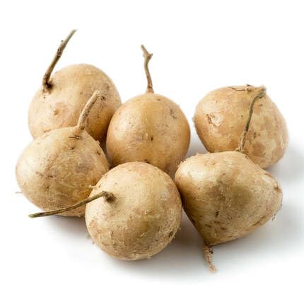Brown Jicama Seeds – Heirloom, Non-GMO, High Germination Organic Garden Seeds Planting
