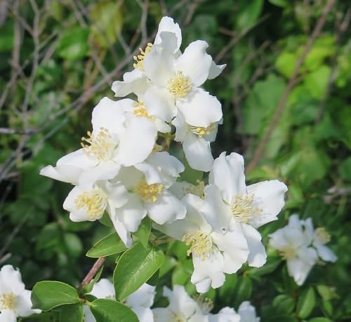 White Philadelphus Flower Seeds Heirloom Non-GMO High Germination Organic Garden Seeds for Planting