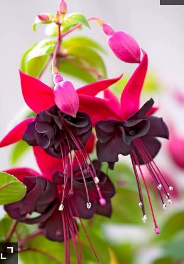 red fuchsia flower seeds