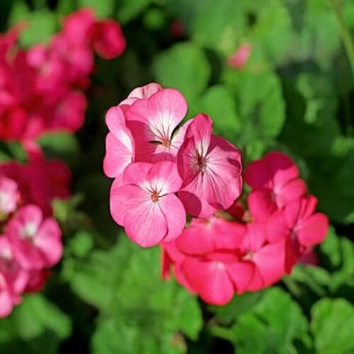 Pink Plumbago Flower Seeds – Heirloom, Non-GMO, High Germination Organic Garden Seeds for Planting Seeds for Planting
