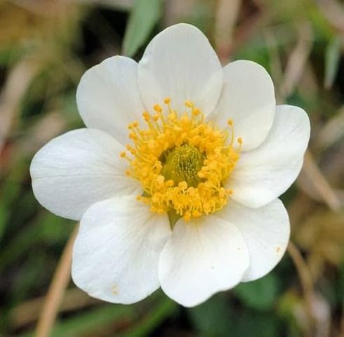 White Burren Flower Seeds – Heirloom, Non-GMO, High Germination Organic Garden Seeds for Planting