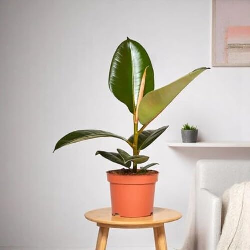 ficus heirloom non-gmo seeds