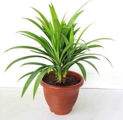 green pandanus flower seeds