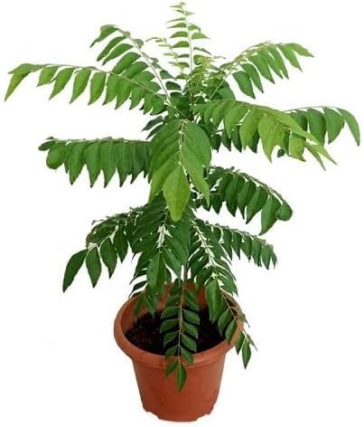 Green Curry herb seeds