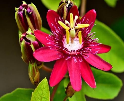Semillas perennes de pasionaria roja, reliquia, sin OMG, alta germinación, semillas de jardín orgánicas para plantar