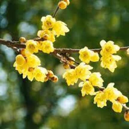 Yellow Chimonanthus Flower Seeds – Heirloom, Non-GMO, High Germination Organic Garden Seeds for Planting
