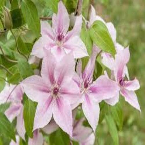 pinkclematisflowerheirloomnongmo flower seeds