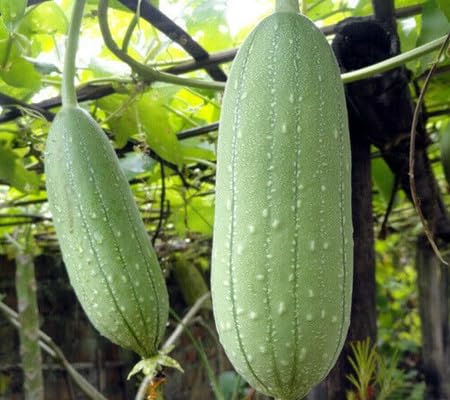 Luffa Gourd Seeds – Heirloom, Non-GMO, High Germination Organic Garden Seeds Planting