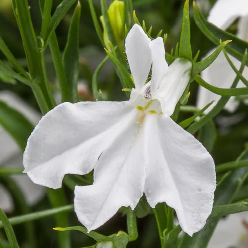 White Lobelia Flower Seeds Heirloom Non-GMO High Germination Organic Garden Seeds for Planting