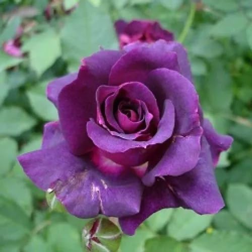 Rose Flower Seeds Violet – Heirloom Non-GMO High Germination Organic Seeds