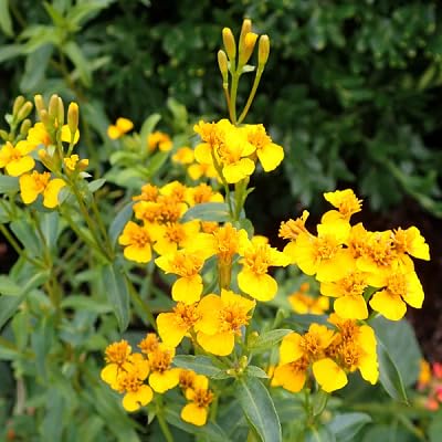 Yellow Tagetes Lucida Flower Seeds Heirloom Non-GMO High Germination Organic Seeds