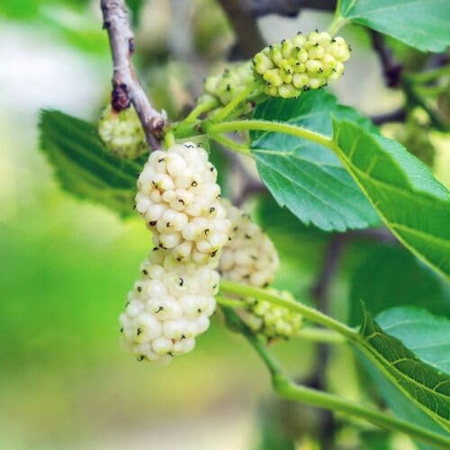 White Mulberry Seeds for Planting – Heirloom Non-GMO High Germination Organic Garden Seeds