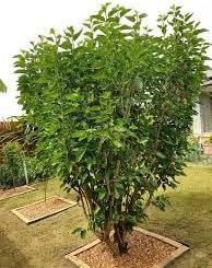 Mulberry Ideal For Growing Sweet And Juicy Mulberries Heirloom Non-GMO High Germination Organic Seeds for Planting Organic Garden Seeds