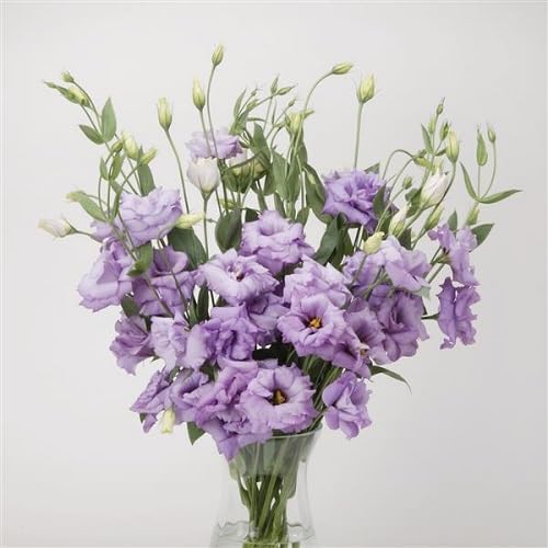 Violet Lisianthus Flower Seeds – Heirloom Non-GMO High Germination Organic Garden Seeds
