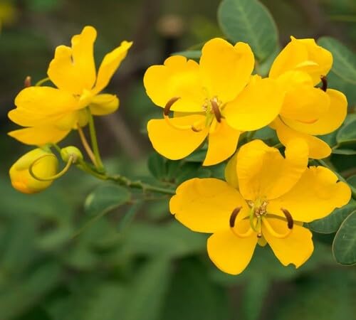 Yellow Senna Flower Seeds Heirloom Non-GMO High Germination Organic Garden Seeds for Planting