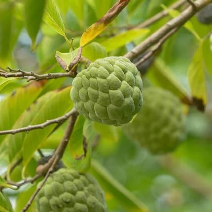 Green Custard Apple Seeds – Heirloom, Non-GMO, High Germination Organic Garden Seeds