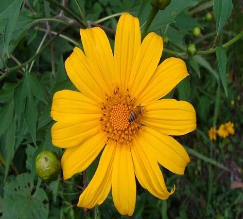 Tithonia Diversifolia Flower Seeds – Heirloom, Non-GMO, High Germination Organic Seeds