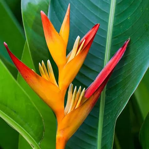 Heliconia Flower Seeds – Heirloom, Non-GMO, High Germination Organic Garden Seeds for Planting