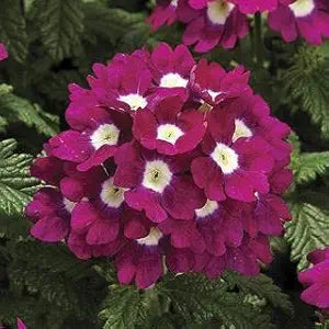 verbena logro flower seeds